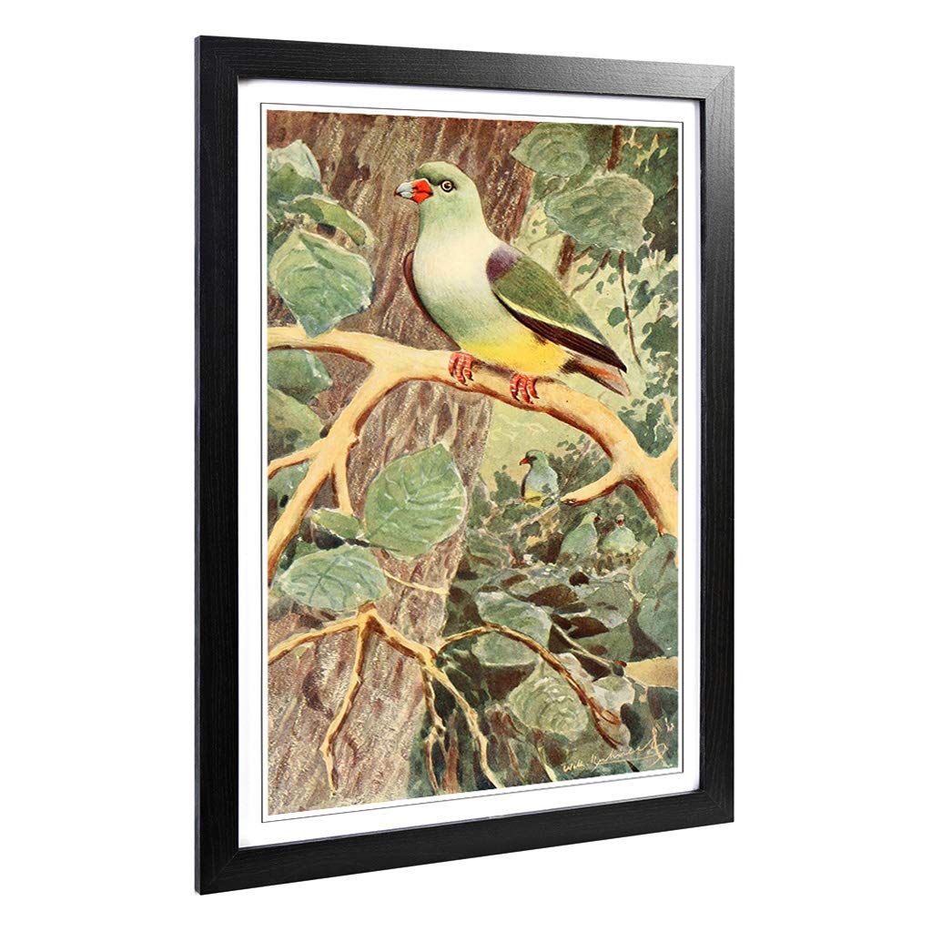 Big Box Art Framed Print of Vintage W Kuhnert Parrot Pigeon Design | Wall Art Picture | Home Decor for Kitchen, Living Room, Bedroom, Hallway, Black, A2 / 24.5x18 Inch / 62x45cm