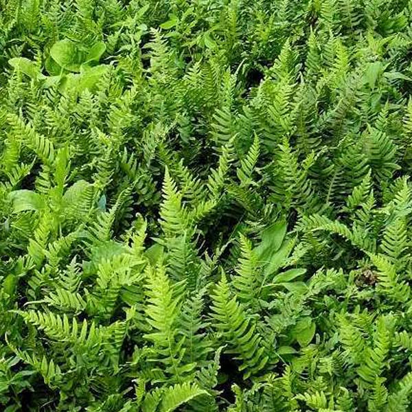 6x Tüpfelfarn - Polypodium vulgare - Topf 9x9cm - Wintergrüner Farn für Garten