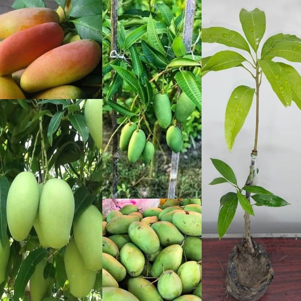 All time Thai Katimon grafted mango live plant (2-2.5 fit) (ECLIPSE PLANT HOUSE) 1 Healthy Plant in a Grow Bag (B0CMPDMJ34) Amazon Price History, Amazon Price Tracker