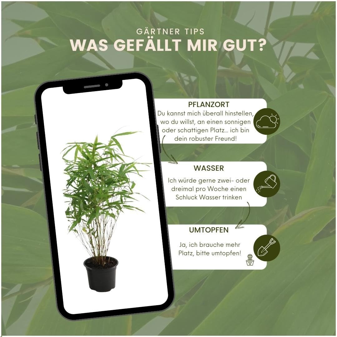 Plants by Frank | Bambus Pflanze Winterhart im Set von 6 Pflanzen | Fargesia Rufa | Gartenpflanzen | Gräser Winterhart Mehrjährig |Ø13 cm | 25 cm | Keine Wurzelausläufer