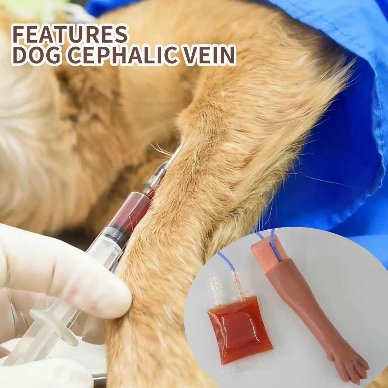 Canine IV Blood Draw & Catheterization Leg – Veterinary Dog IV Practice Kit for Students, Veterinarians, and Training