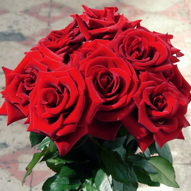 Rose Bush Live Plant Indoor Outdoor, 5-9 Inch Tall, Fragrant Rose Plant Live for Planting, Ornamental Flowers Well Rooted Starter Plant (Red Rose)