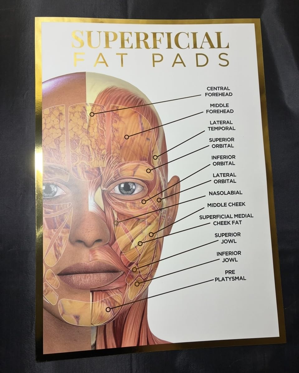Qualiprint Human Anatomy Poster Quadruple Pack - Skin, Lips, Nerves of the Face, Superficial Fat Pads - Image 3