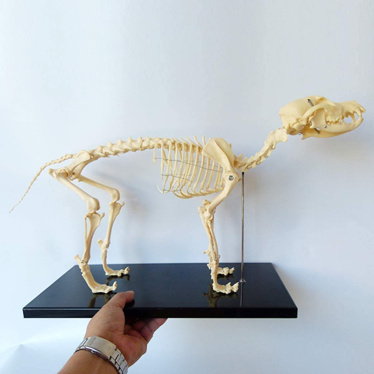 YNIYUJKL Veterinary Teaching Model Of The Dog Skeleton Model, Experts Gift, Dog Skeleton Specimen Model Animal Anatomy Teaching Model Beige 64Cm * 10Cm * 30Cm