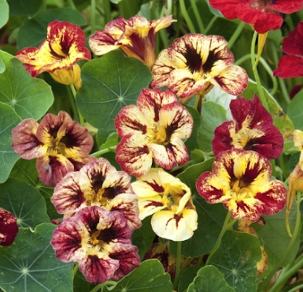 Nasturtium Bloody Mary 6 Plug Plants Tropaeolum majus