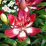 PFLEGE - Die Lilie kann sowohl im Frühling als auch im Herbst an einen geschützt sonnigen oder halbschattigen Platz gepflanzt werden. Die Lilienzwiebel darf ruhig bis zu 5 Jahre im Boden bleiben, sie wächst jedes Jahr erneut! Die Lilie wächst am besten in lockeren und gut durchlässigen Böden.