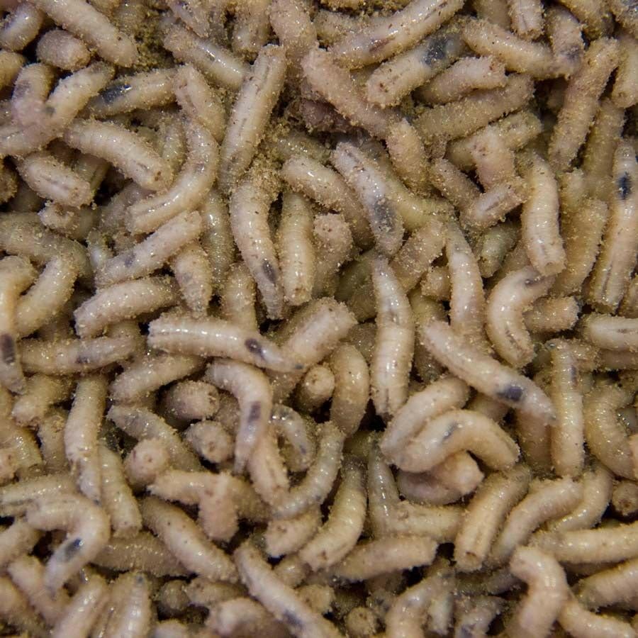 1 PINT Fresh Live White Maggots - Ideal Fishing Bait - NEXT DAY DELIVERY