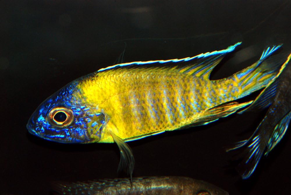 Live Freshwater Aquarium Fish - 3.5-4" Flavescent Peacock Cichlid - by WorldwideTropicals - Live Freshwater Fish - Live Tropical Fish - Great For Aquariums - Populate Your Fish Tank!