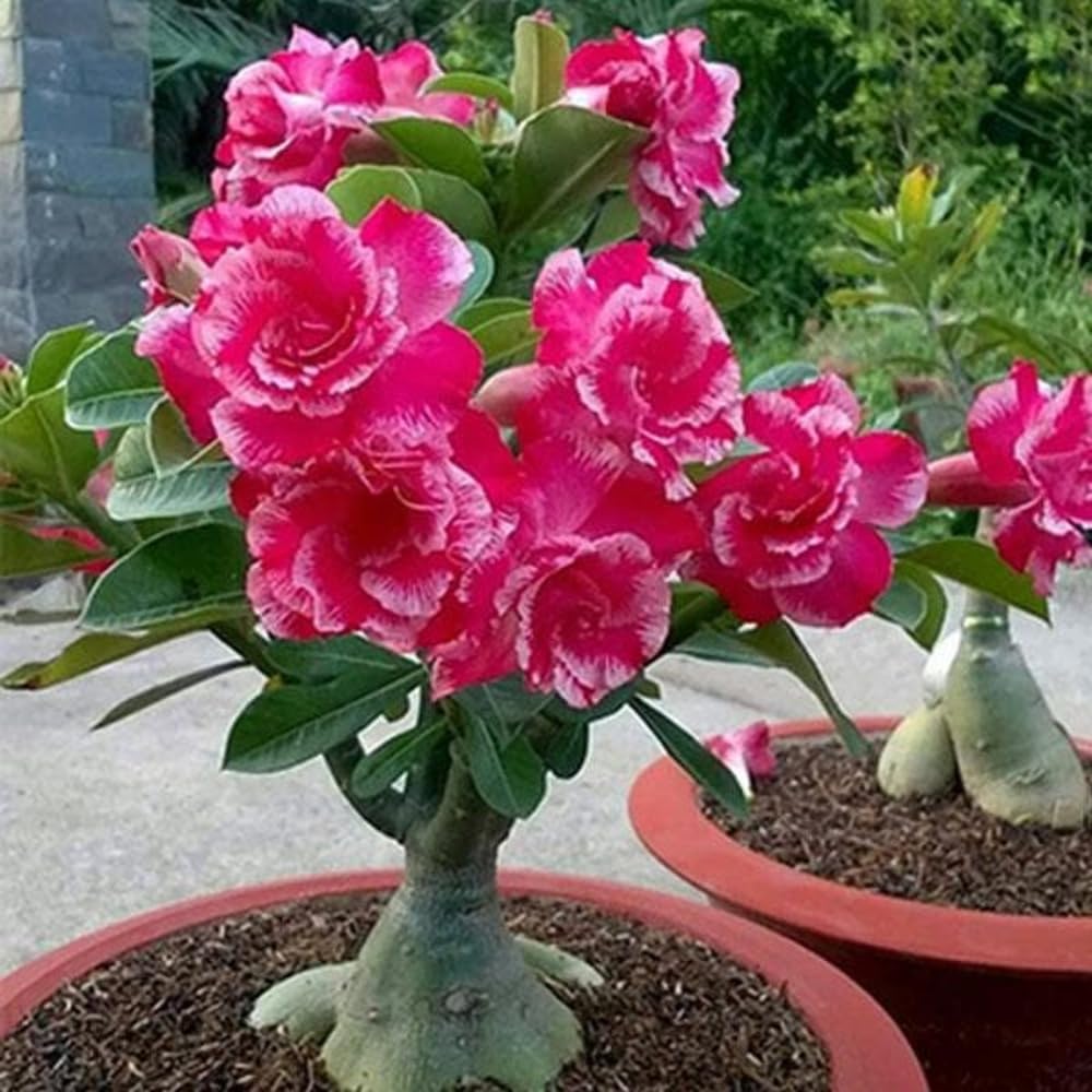 Bonsai Air Layered Adenium/Desert Roses Live Flower Plant,1 Healthy Live Decorative Flowering Plant, 1Ft Height in Nursery Grow Bag for Home Garden CF_20684