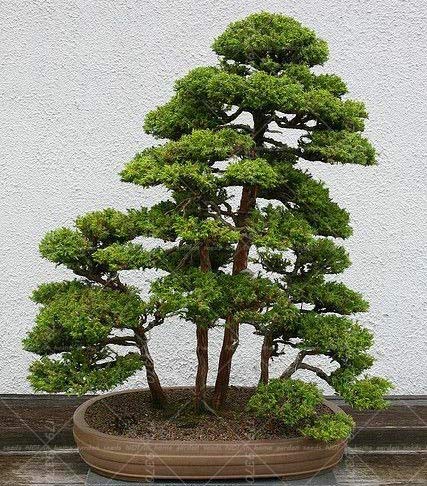 Plentree Samen Paket: 10PCS Bonsai Zeder Himalaya-Zeder Pot Conifer Indoor  Bonsai-Baum der japanischen Zeder fr Hausgarten-de s: 5 : Amazon.de: Garten