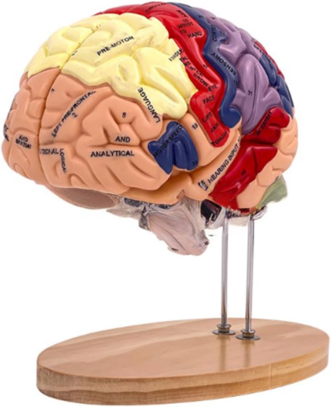 Model nauczania anatomii ludzkiego mózgu do badania chorób mózgu, model narządów do edukacji medycznej