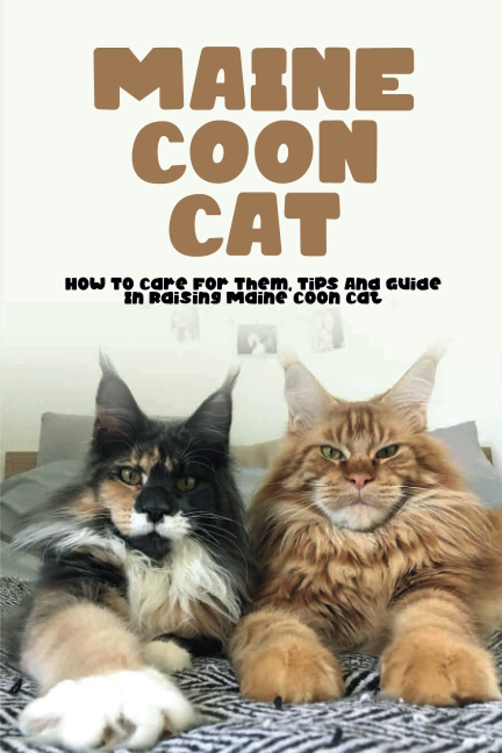 Buy Maine Coon Cat How To Care For Them, Tips And Guide In Raising