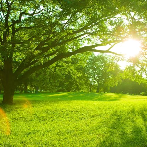 Grass Seed Blend For Shady Lawns Low Sunlight