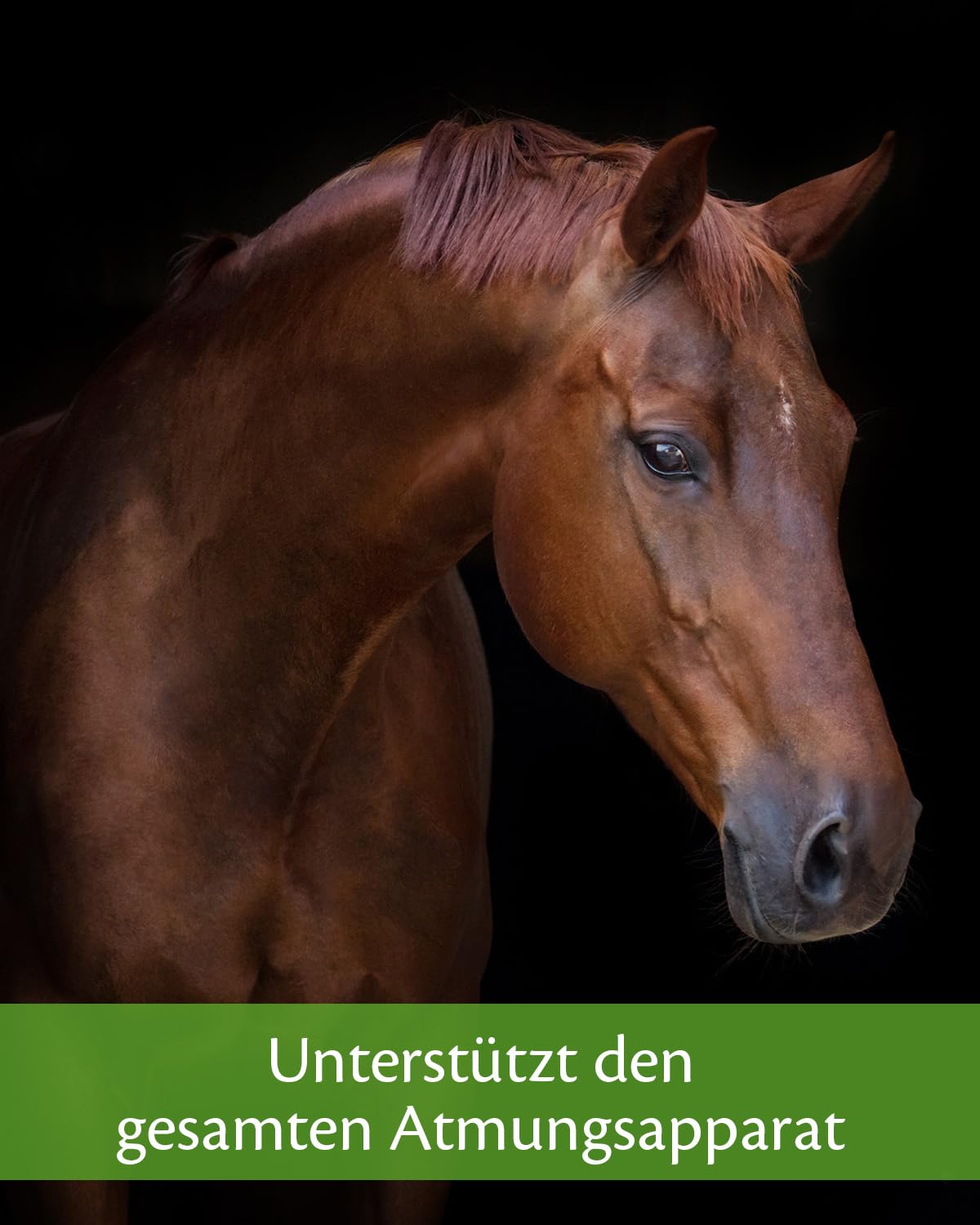 Equistro Gránulos para Caballos Secreta Pro MAX (tamaño: 800 g)