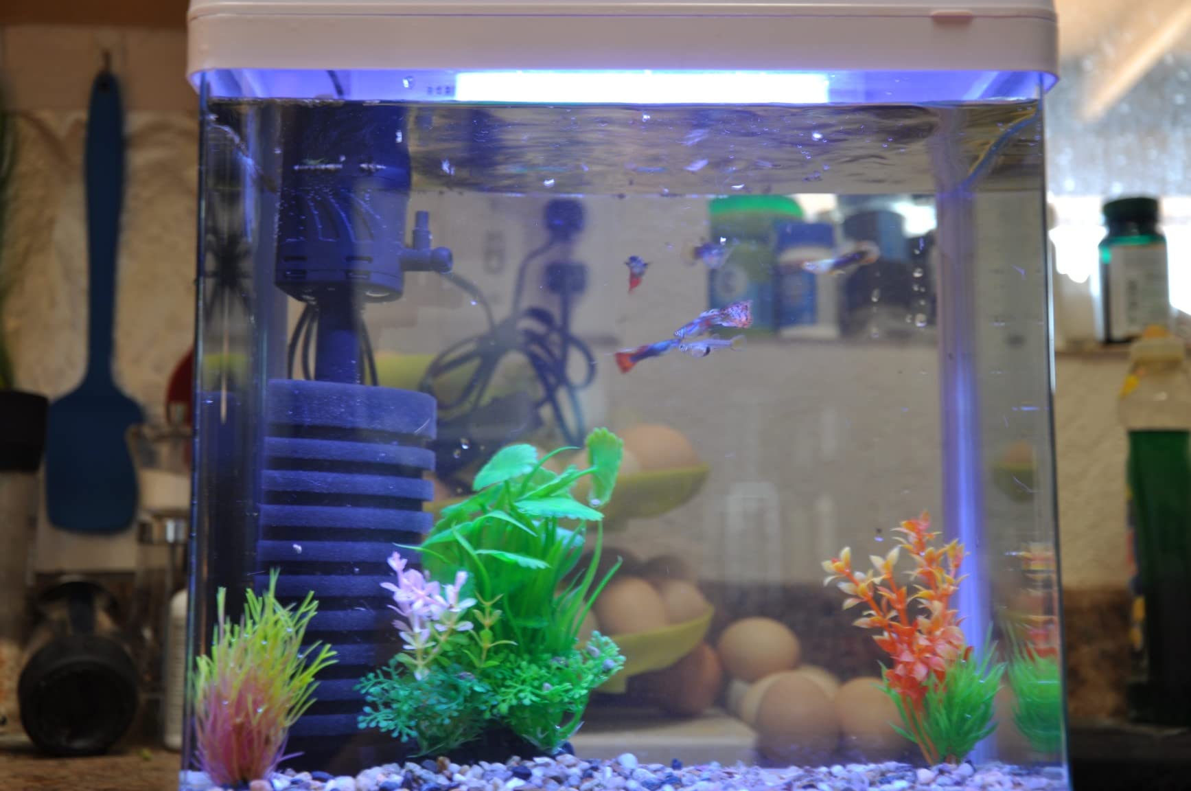 9/mo Finance PONDON Fish Tank, 3 Gallon Glass Aquarium with Air Pump