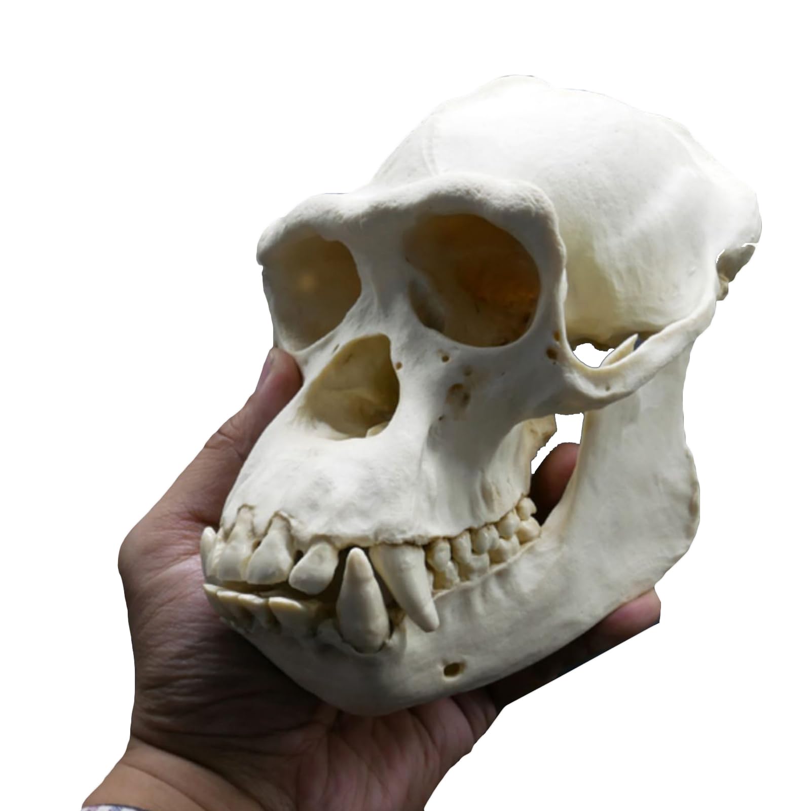 Lkylvee White ,20Cm, Chimpanzee Skull Model - Resin Monkey Skull Model - Science And Education Specimen Model Hand-Made Statue Sketch 1:1