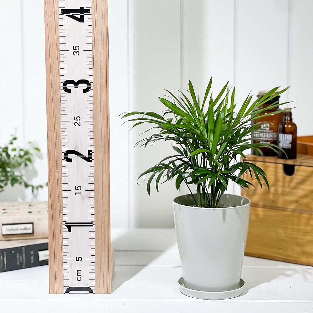Amazon.co.jp: PLANCHU 観葉植物 チャメドレア エレガンス 4号鉢 