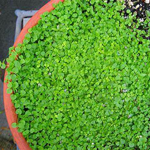 Qauzuy Garden 20 Corsican Mint Seeds (Mentha Requienii) - Heirloom Organic Herb Seeds - Fragrant Ground Cover Flower Seeds - Great Companion Plant & Gardening Gift #TOP5