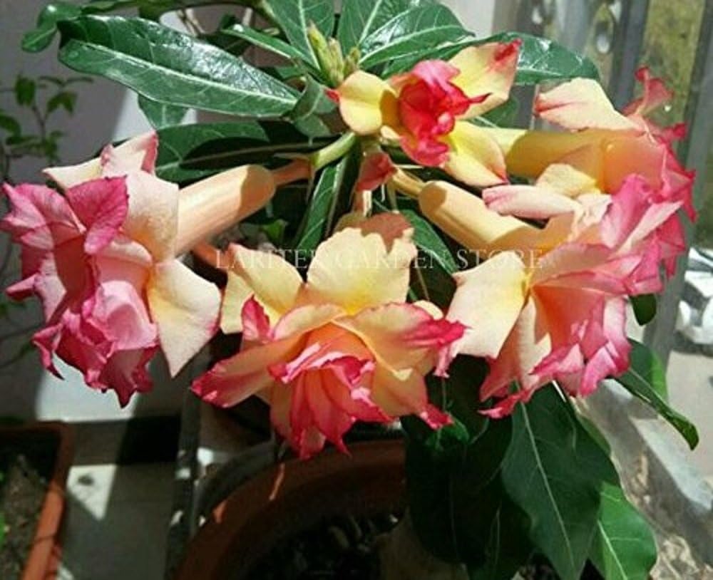 Seeds Market Rare Heirloom 'fairy maiden' Adenium Desert