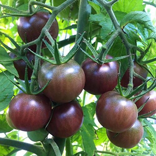 Palm Beach Medicinal Herbs - Tomate Cherry Negro - Paquete de 20 Semillas