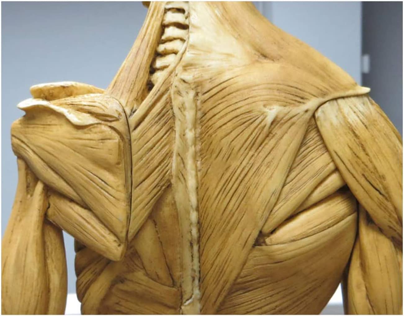 60 cm 23 cale ludzki męski model mięśniowo-szkieletowy anatomia człowieka figura sztuka ludzkie ciało mięśnie i szkielet anatomiczny model do szkoły nauki i nauczania żółty model szkieletu