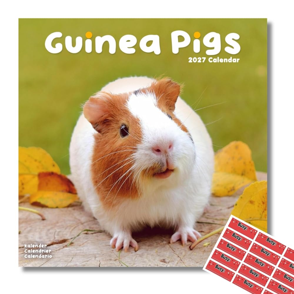 Avonside Guinea Pigs 2027 Square Calendar with Organisational Stickers
