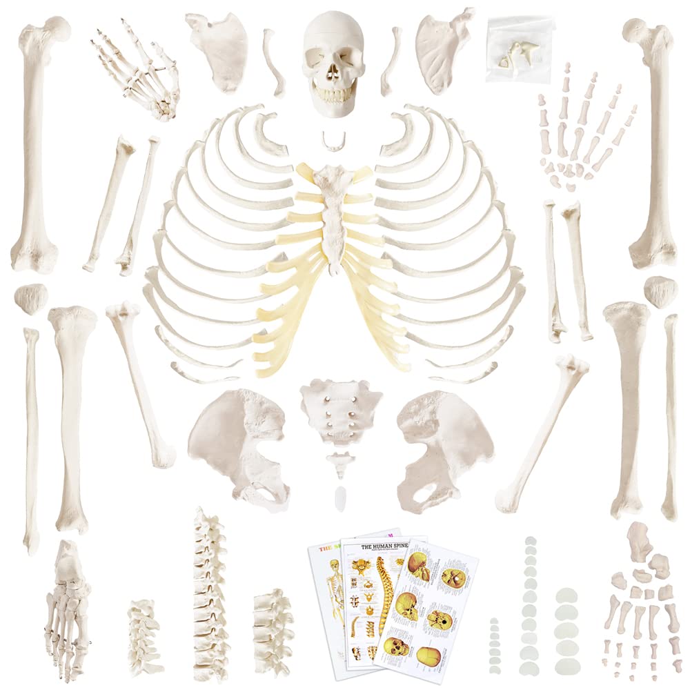 Buy Human Skeleton Model For Anatomy 67 inch High, Full Size Skeleton