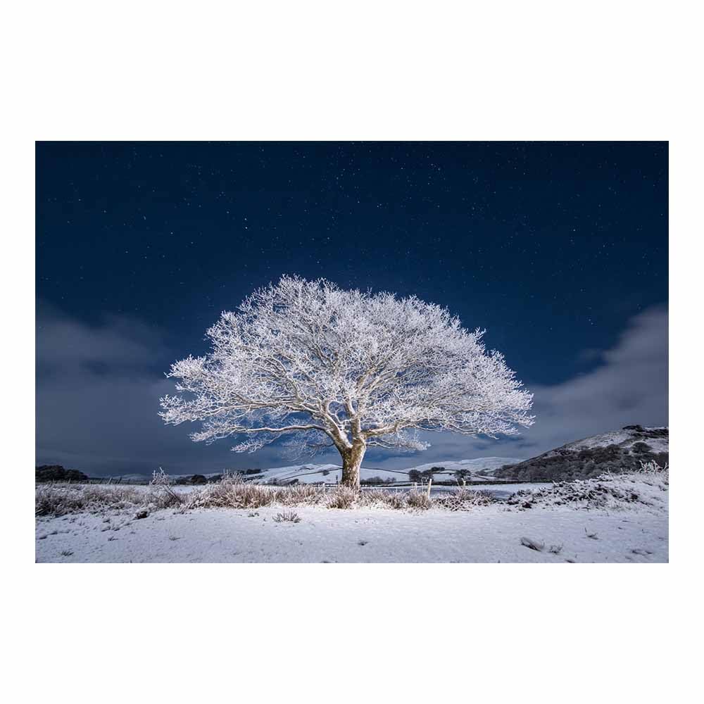 HOQIU Tree Wall Art Lake lights willows artwork, home canvas prints, for Bathroom Living Room Bedroom(Multicolor)-80x120cm Unframed