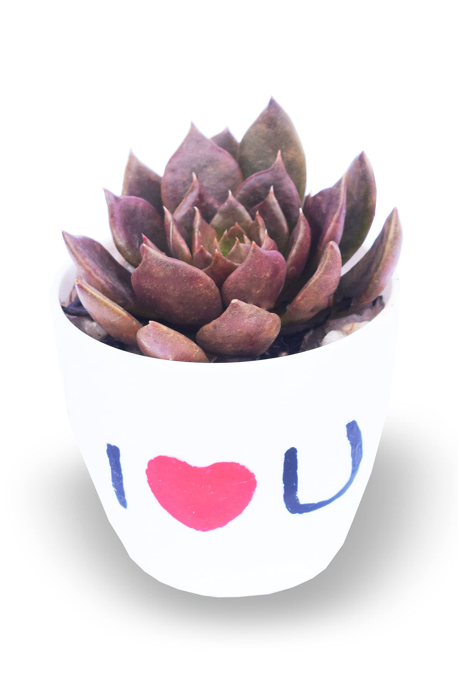 See full amazon price history chart for MVM e-comerce Live Succulent Plant Jelly Beans (BLACK PRINCE) MVM e-comerce Live Succulent Plant Jelly Beans (BLACK PRINCE) (B08L59FQKZ) Amazon Price History, Amazon Price Tracker