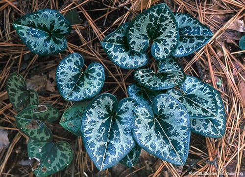 Generic 12 Wild Ginger rhizoms, green,brown,white