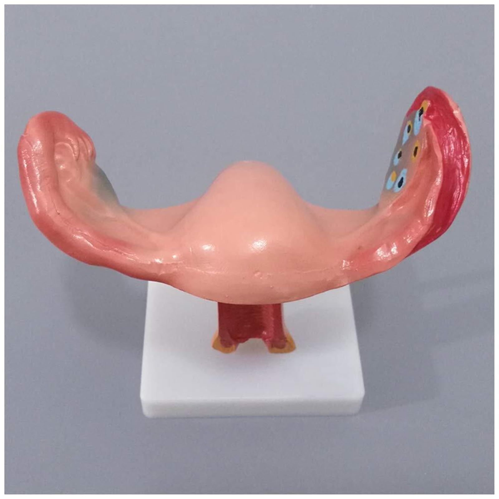 Model macicy układ rozrodczy kobieca macica jajnik anatomiczny model PVC powiększenie jajnika nauczanie medyczne do szkoły sprzęt laboratoryjny medyczny