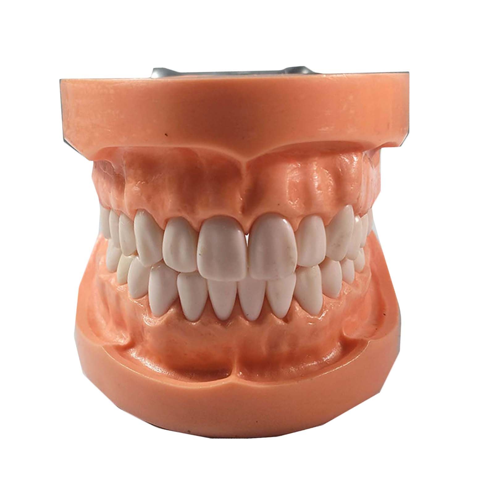 Modèle de préparation Dentaire Amovible Porte-mâchoire gingivale Souple Modèle de préparation de 32 Dents pour la Pratique des implants dentaires