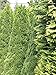 Produktbild Lebensbaum Thuja Smaragd 140-160 cm. Angebot: 7 Koniferen. Thuja: BESTSELLER