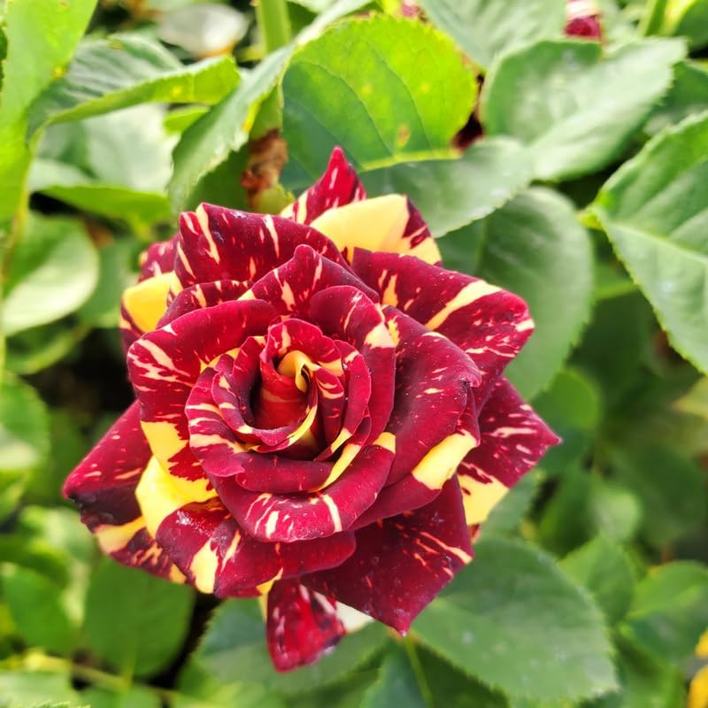 Miniatura 2 de Planta de Rosa Viva, Rosal Vivo para Plantar en su Jardín, Altura de 5-9", Flores Bien Enraizadas y Fragantes con Flores Vibrantes (Rosa Roja,