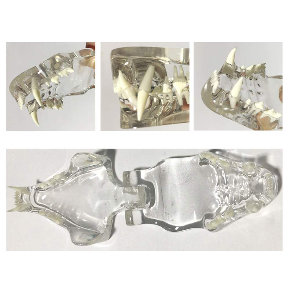 Model anatomiczny, anatomia zębów, model zębów zwierząt, materiał PVC, zęby zwierząt domowych, uczą demonstracji weterynaryjnej lub edukacji
