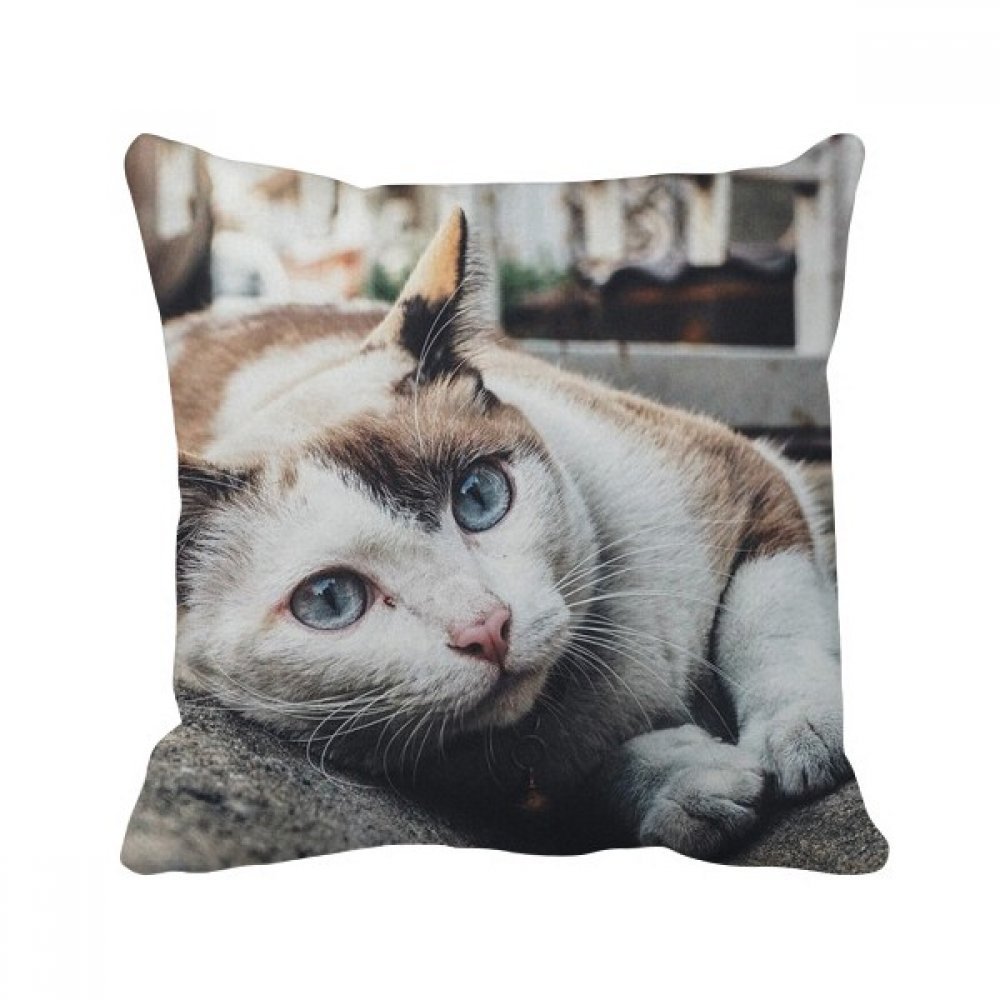 Coussin de chat gris mince oreiller carré multicolore 40x40cm pour décoration salon