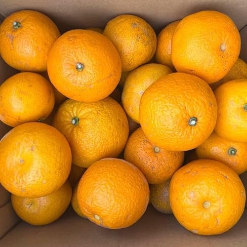 [先行予約]和歌山由良町産の木成り熟成八朔訳ありご家庭用約10kg(サイズ混合)[TM134]