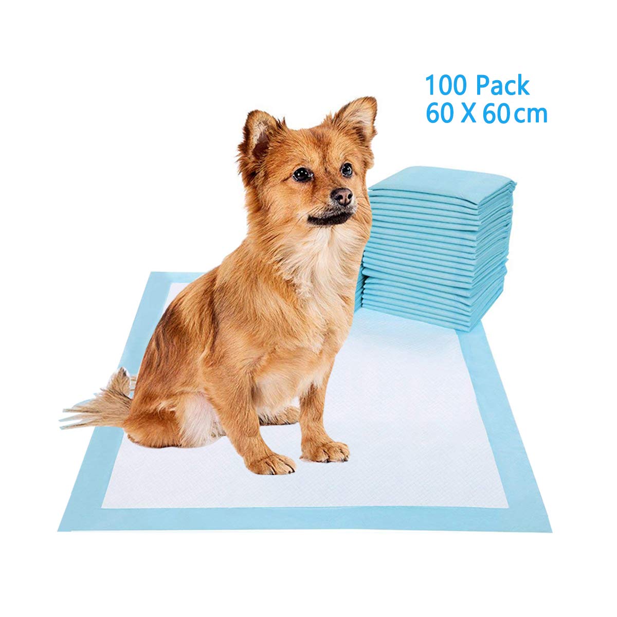 How Can I Protect My Dogs Floor