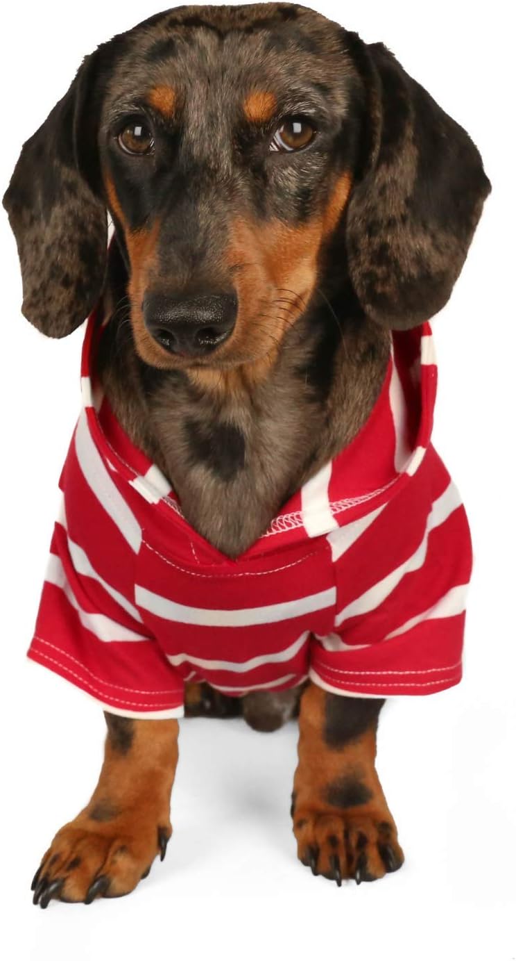 dachshund sweater amazon
