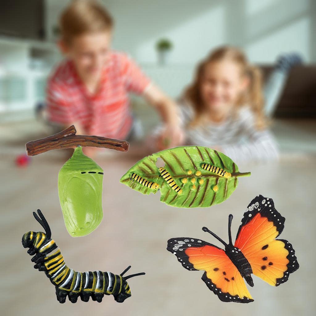 Cycle De Vie Papillon, Insectes Cycle De Vie Cycle De Croiss