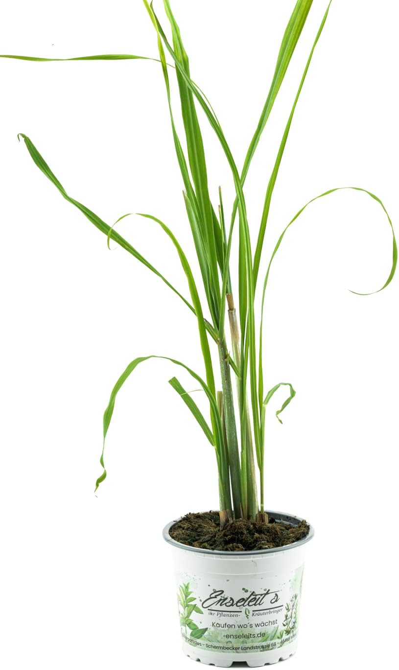 Zitronengras, Zitronen Gras, Kräuter Pflanze Amazon.de Garten