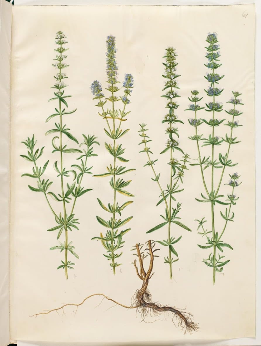 Image sur toile nordique Hysope Officinalis de Hans Simon Holtzbecker - 5