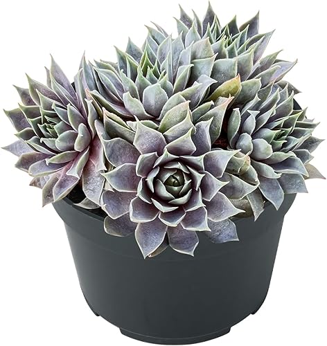 Miniatura 2 de Sprout N Green Sempervivum 'Grey Lady', suculenta viva totalmente arraigada en maceta de inicio de 4 pulgadas, planta de casa para interiores y