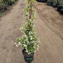 Confederate Star Jasmine Shrub Plant, White Flowers, 3-5 feet Tall 5 Gallon Potted