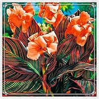 Canna Blumen Zwiebeln Winterhart - 2 Stück Mehrjährige Gartenpflanzen