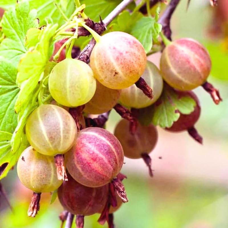 Red Gooseberry Plant Live for Planting, Sweet Gooseberry Bushes Live Plant 5 to 9 Inch Tall, Gooseberries Fruit