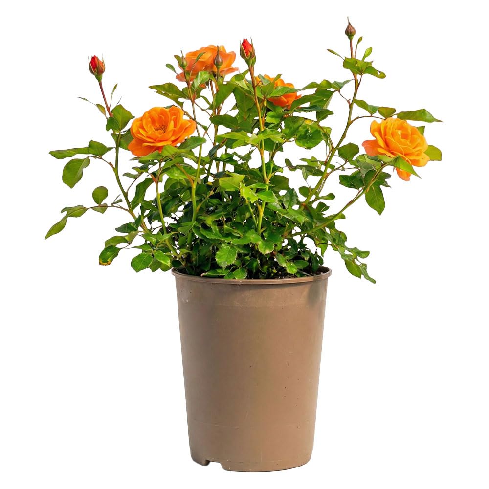 Orange Bush Rose Plant 3L Pot – Hardy Repeat Flowering Garden Rose Shrub – Summer to Frost Blooms – Patio, Borders & Cut Flowers