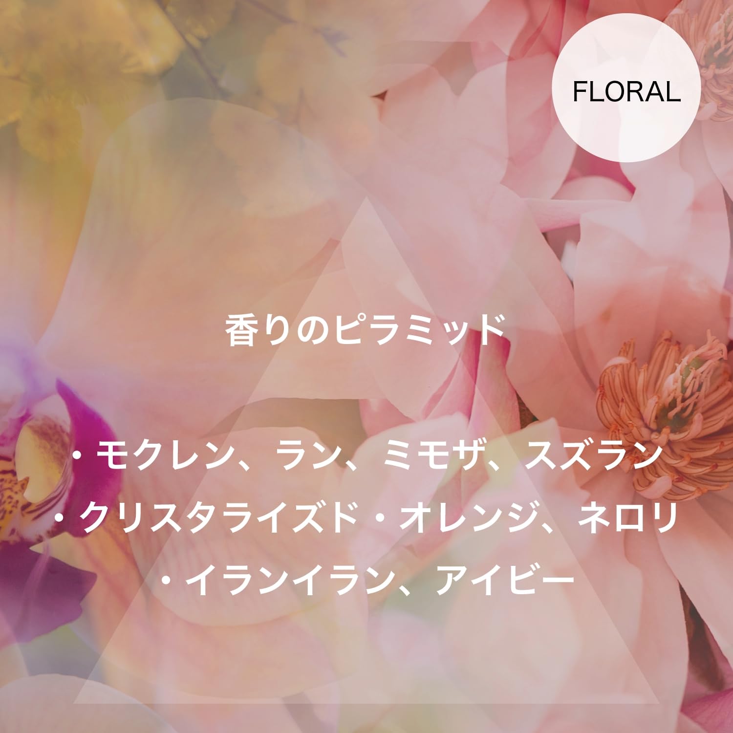 Amazon.co.jp: 【直営】DR. VRANJES –ドットール・ヴラニエス Magnolia
