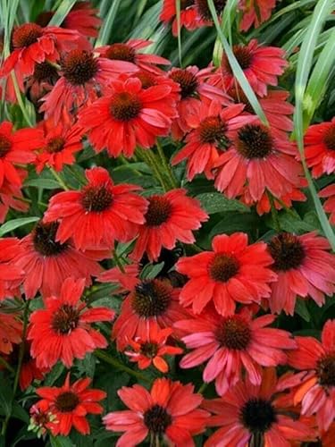 Sombrero Red Coneflower - Echinacea 'Sombrero Salsa Red' Flower Seeds,