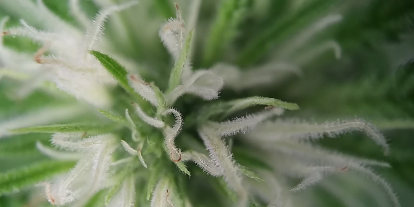 A must have to check out trichomes!!